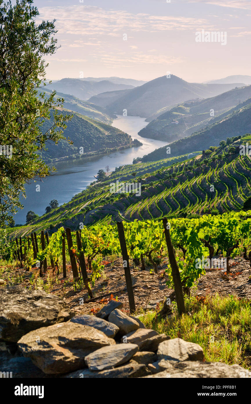 La vallée du Douro près de Pinhao Banque D'Images