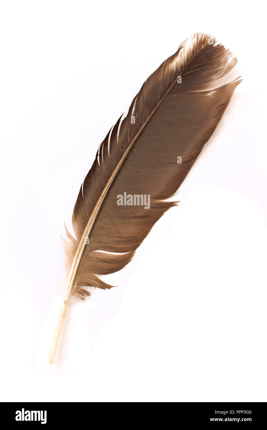 Feather isolé sur fond blanc Banque D'Images