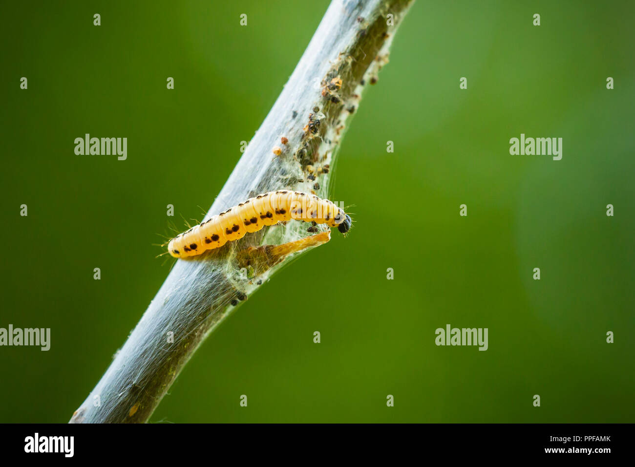 Libre de larves parasites de chenilles de la famille des Buthidae ou hermine teignes, formé des réseaux communaux autour d'un arbre. Banque D'Images