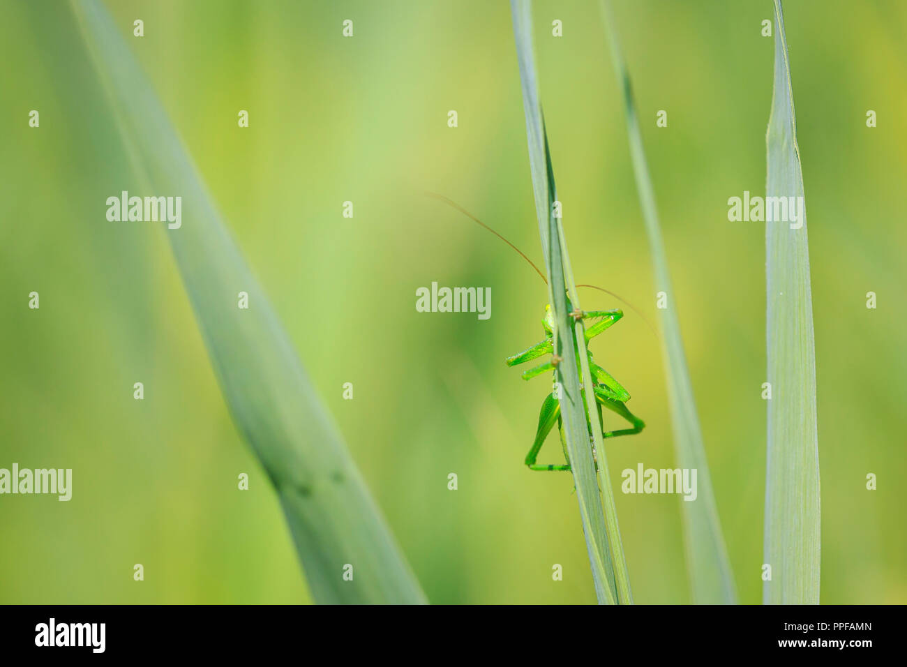 Macro close-up d'un grand Green Bush-cricket, Tettigonia viridissima. Banque D'Images
