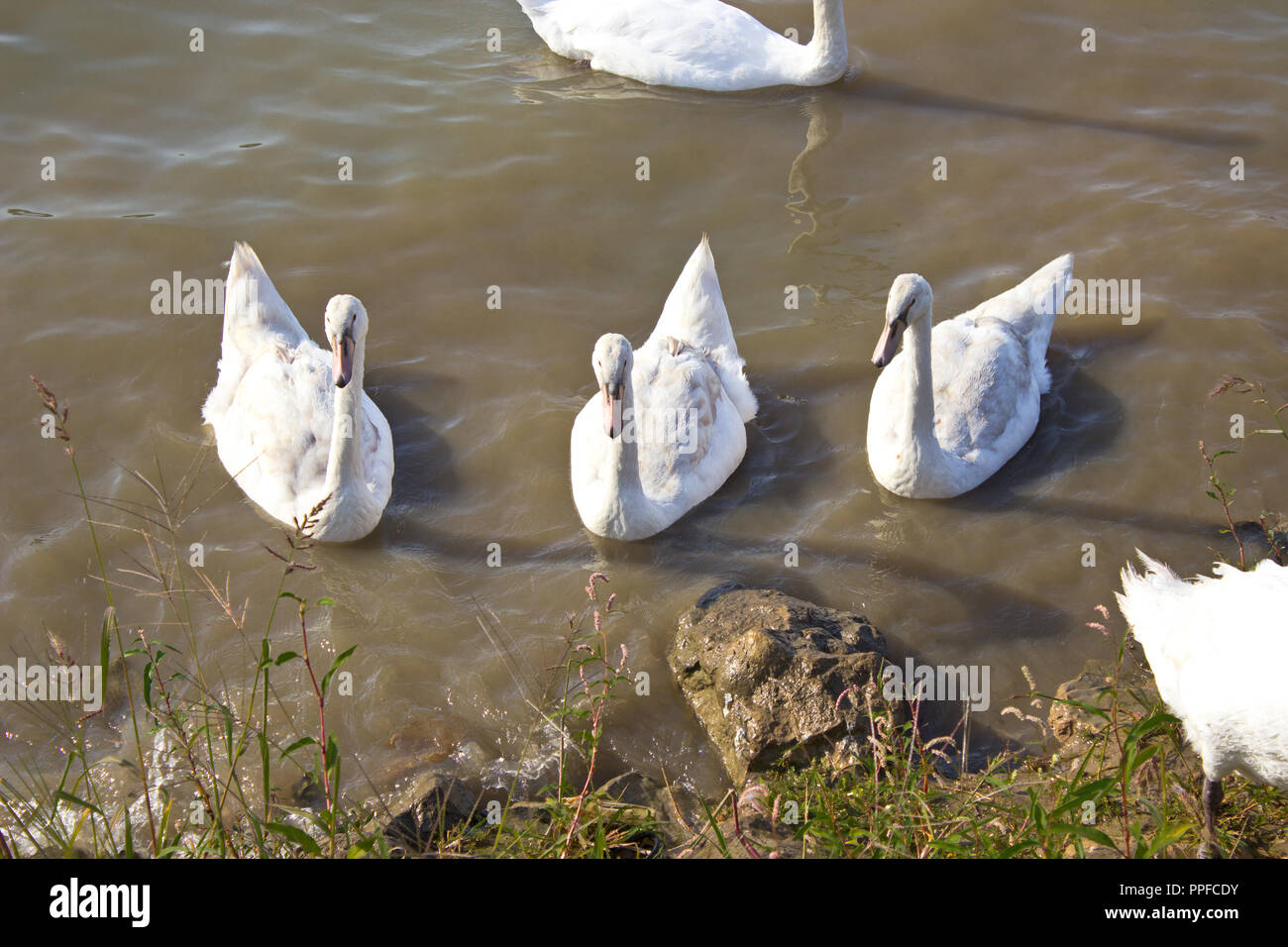 Les Cygnes dans le lac par la rive Banque D'Images