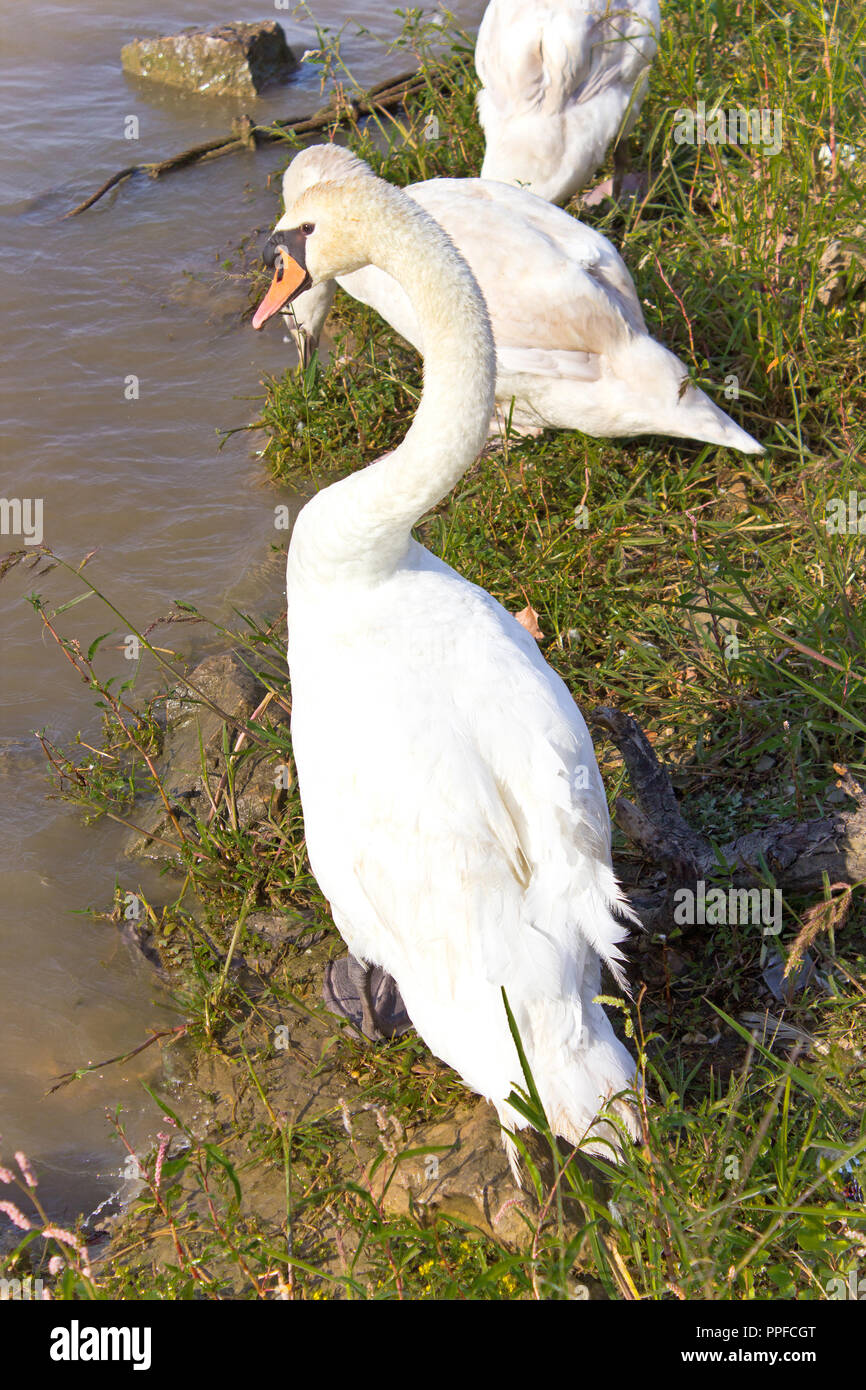 Cygnes sur la rive du lac Banque D'Images