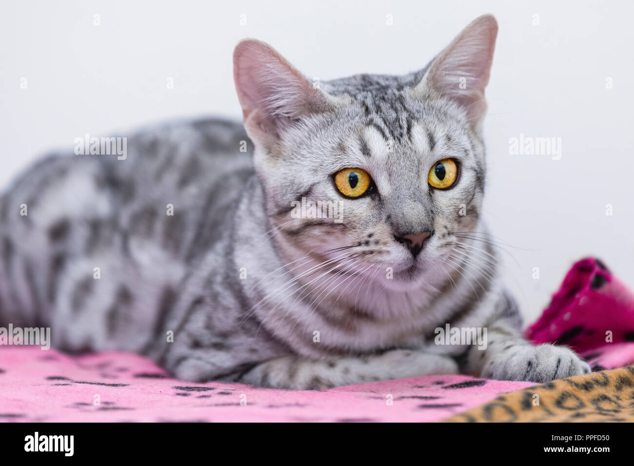 Close Up Portrait Of Young Male Silver Spotted Bengal Chat Avec De Beaux Yeux Couleur Ambre Photo Stock Alamy Close Up Portrait Of Young Male Silver Spotted Bengal Chat Avec De Beaux Yeux Couleur Ambre Photo Stock Alamy