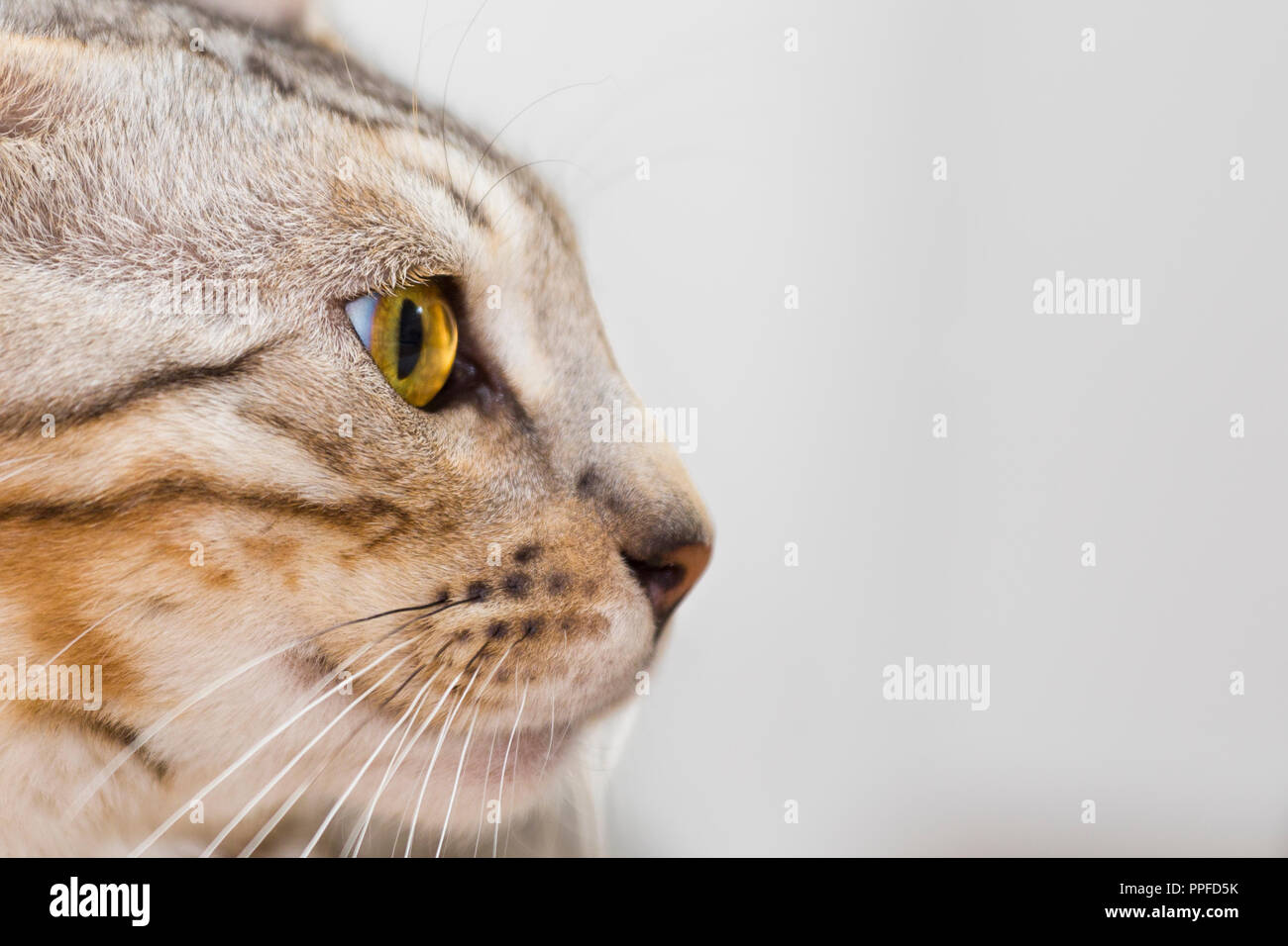 Vue de côté portrait de beau mâle Bengal chat chaton avec de superbes yeux ambre Banque D'Images