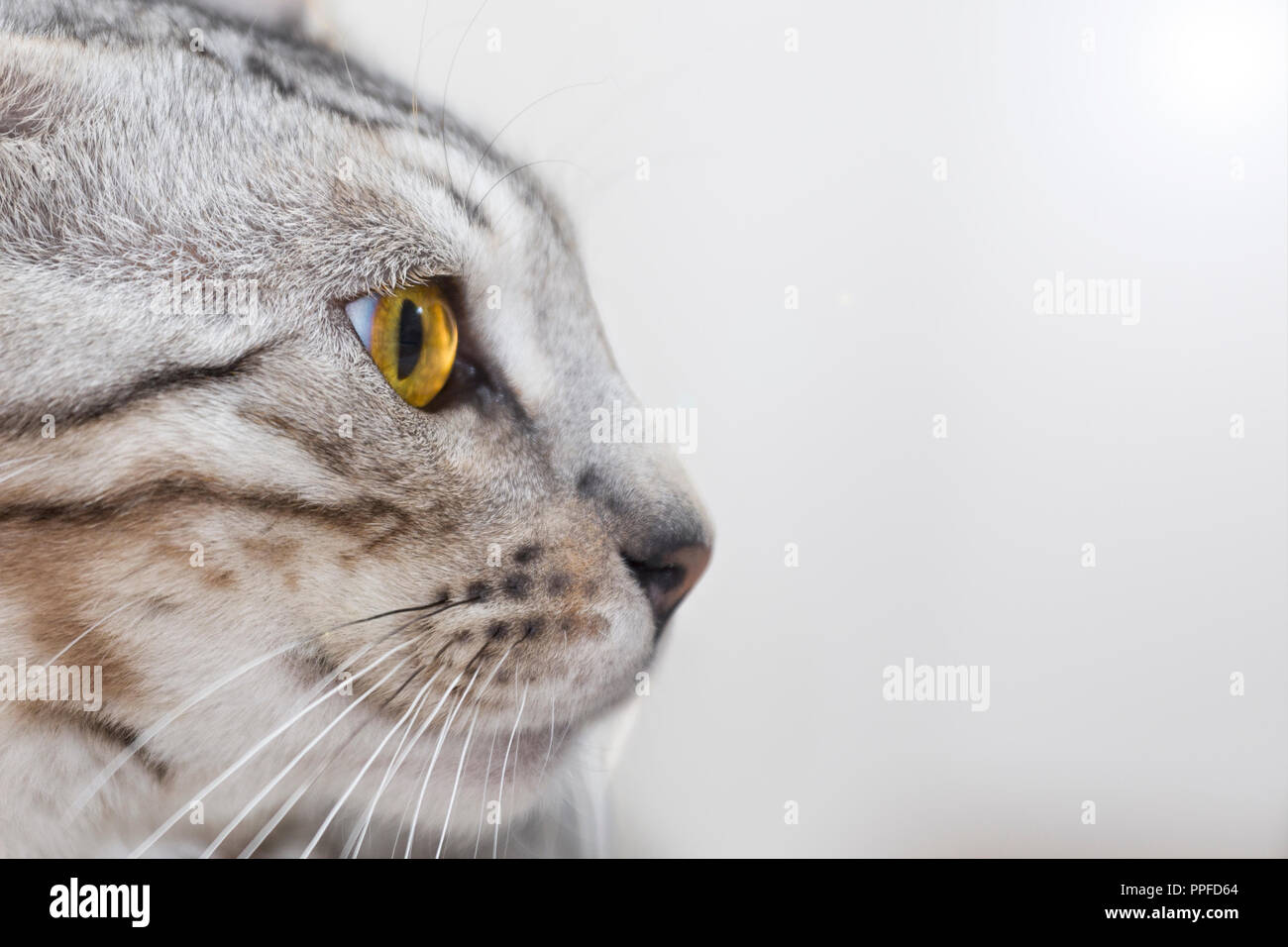 Vue de côté portrait de beau mâle Bengal chat chaton avec de superbes yeux ambre Banque D'Images