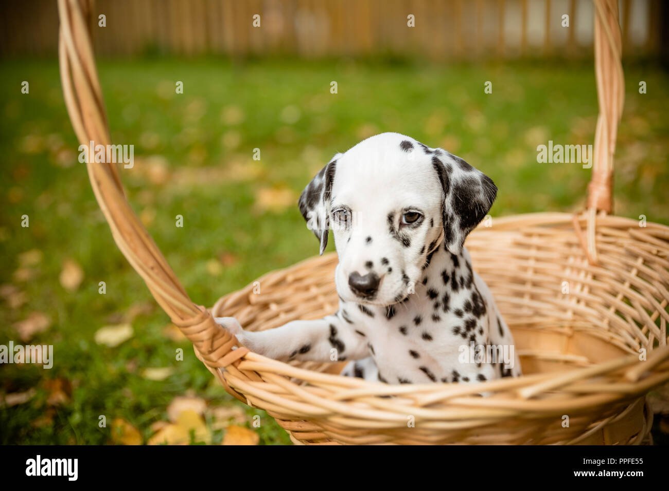 Race De Chien Dalmatien Sur Une Promenade Magnifique Portrait Chiot Dalmatien Dans Un Pre En Automne Temps D Automne Adorable Chiot Dalmatien Dans Un Panier Copy Space Photo Stock Alamy Race De Chien Dalmatien Sur Une Promenade Magnifique Portrait Chiot Dalmatien Dans Un Pre En Automne Temps D Automne Adorable Chiot Dalmatien Dans Un Panier Copy Space Photo Stock Alamy