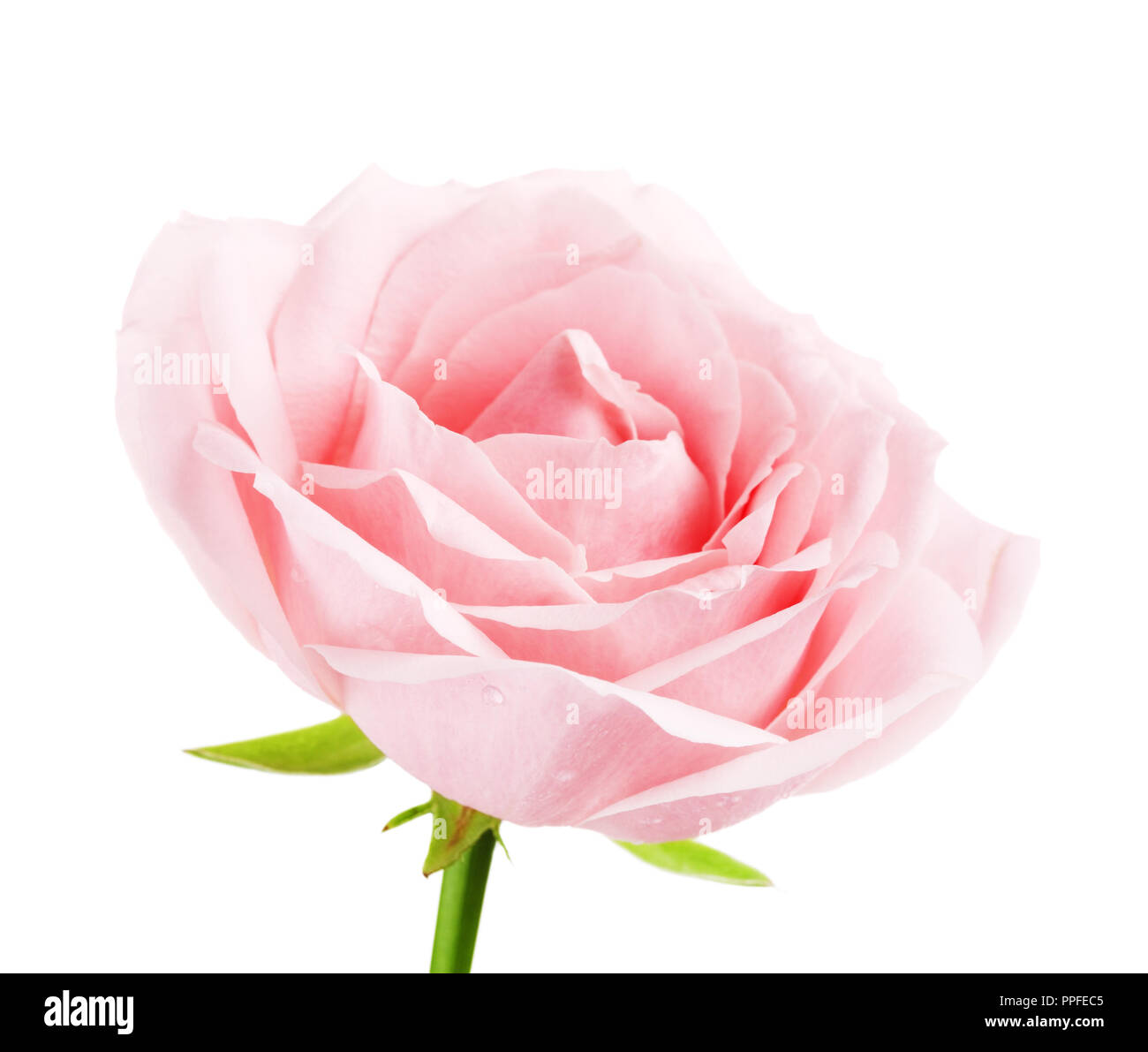 Fleur rose rose unique, isolé sur fond blanc Banque D'Images