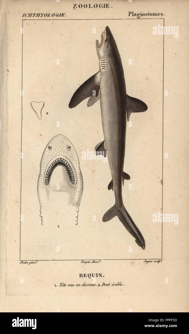 Le requin, Selachimorpha, requin. Gravure sur cuivre coloriée à crépi de Jussieu's 'Dictionnaire des Sciences Naturelles' 1816-1830. Les volumes sur les poissons et les reptiles ont été édités par Hippolyte Cloquet, historien naturel et docteur en médecine. Illustration par J.G. Pretre, gravée par joyau, réalisé par Turpin, et publié par F. G. Levrault. Jean Gabriel Pretre (17801845) était peintre d'histoire naturelle à l'Impératrice Joséphine's zoo et plus tard est devenu artiste pour le Musée d'Histoire Naturelle. Banque D'Images