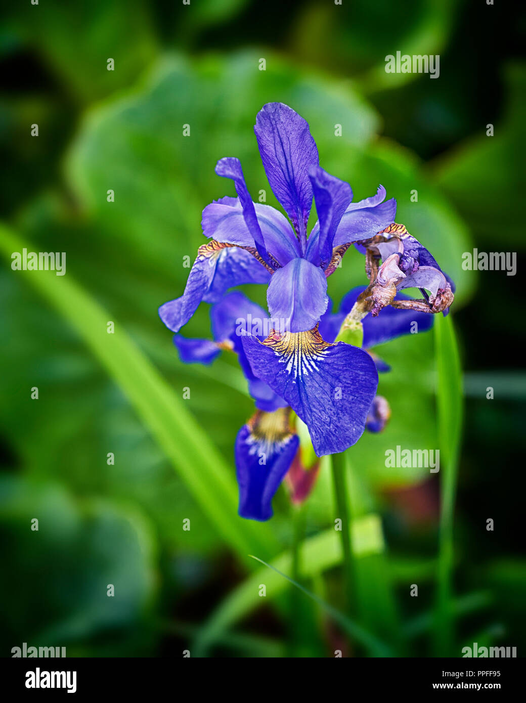 Iris versicolor, également connu sous le nom de drapeau bleu, harlequin blueflag, drapeau bleu, plus grand drapeau bleu du nord, et le poison d'un drapeau Banque D'Images