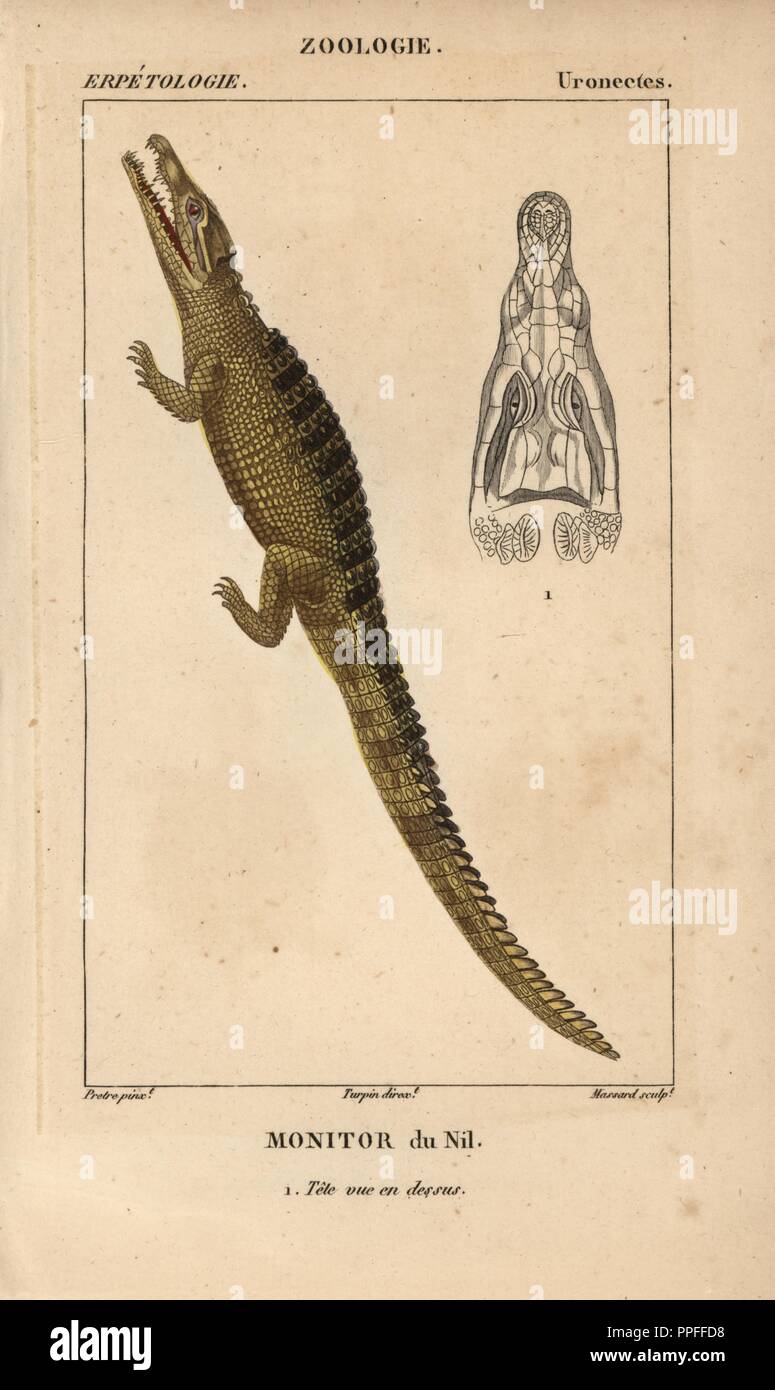 Crocodile du Nil, moniteur moniteur du Nil, Varanus niloticus. Gravure sur cuivre coloriée à crépi de Jussieu's 'Dictionnaire des Sciences Naturelles' 1816-1830. Les volumes sur les poissons et les reptiles ont été édités par Hippolyte Cloquet, historien naturel et docteur en médecine. Illustration par J.G. Pretre, gravés par Massard, réalisé par Turpin, et publié par F. G. Levrault. Jean Gabriel Pretre (1780~1845) était peintre d'histoire naturelle à l'Impératrice Joséphine's zoo et plus tard est devenu artiste pour le Musée d'Histoire Naturelle. Banque D'Images