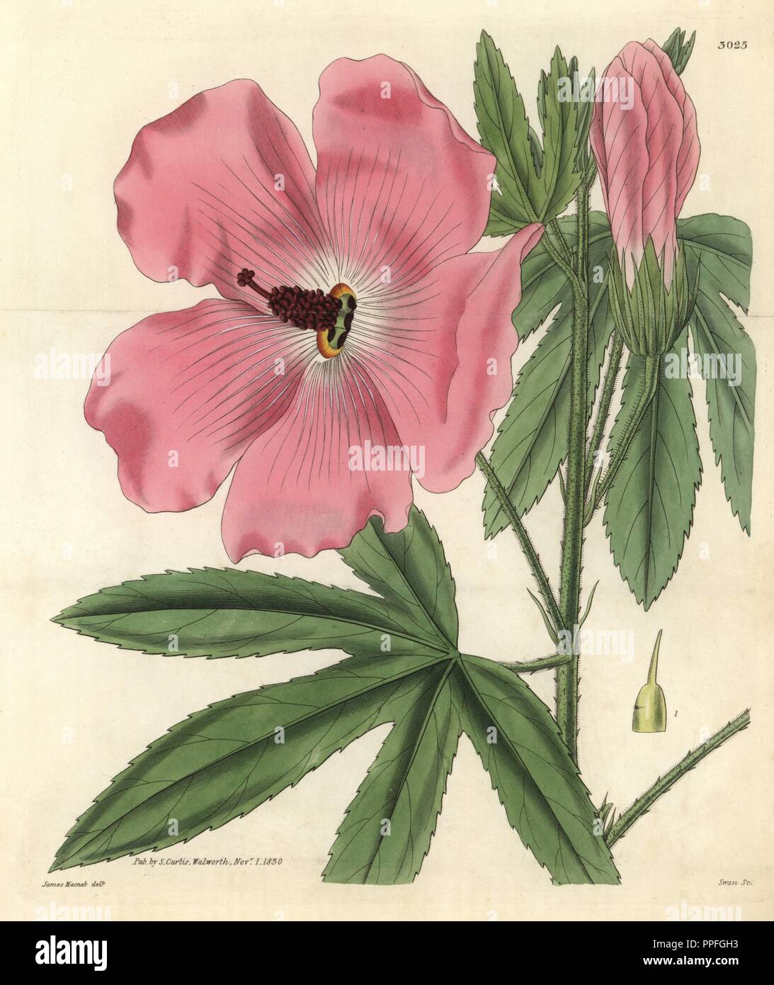 Hibiscus, Hibiscus splendens splendide. Illustration dessinée par James MacNab, gravée par Swan. Coloriée à la gravure sur cuivre de William Curtis's Botanical Magazine, "l' Samuel Curtis, 1830. Hooker (1785-1865) était un botaniste, écrivain et artiste. Il était professeur de botanique à l'Université de Glasgow, et éditeur de Curtis' 'Botanical Magazine" de 1827 à 1865. En 1841, il est nommé directeur des Jardins botaniques royaux de Kew, et fut remplacé par son fils Joseph Dalton. Hooker a documenté les orchidées et fougères craquelure qui ont secoué l'Angleterre au milieu du xixe siècle dans des livres tels que ' Banque D'Images