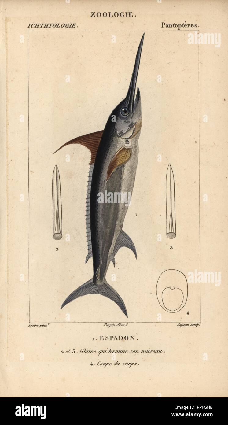 L'espadon, l'espadon, Xiphias gladius. Gravure sur cuivre coloriée à crépi de Jussieu's 'Dictionnaire des Sciences Naturelles' 1816-1830. Les volumes sur les poissons et les reptiles ont été édités par Hippolyte Cloquet, historien naturel et docteur en médecine. Illustration par J.G. Pretre, gravée par Joyeau, réalisé par Turpin, et publié par F. G. Levrault. Jean Gabriel Pretre (17801845) était peintre d'histoire naturelle à l'Impératrice Joséphine's zoo et plus tard est devenu artiste pour le Musée d'Histoire Naturelle. Banque D'Images