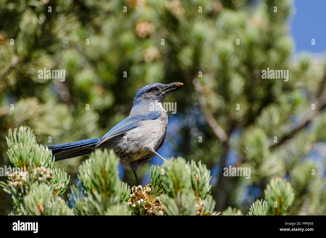 L'Scrub-Jay Woodhouse (Aphelocoma woodhouseii) avec bec les graines dans l'article sur le pin. Banque D'Images L'Scrub-Jay Woodhouse (Aphelocoma woodhouseii) avec bec les graines dans l'article sur le pin. Banque D'Images
