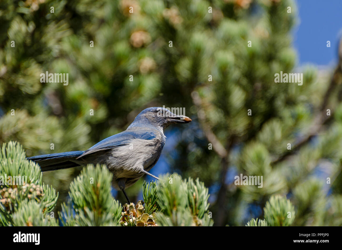 L'Scrub-Jay Woodhouse (Aphelocoma woodhouseii) avec bec les graines dans l'article sur le pin. Banque D'Images L'Scrub-Jay Woodhouse (Aphelocoma woodhouseii) avec bec les graines dans l'article sur le pin. Banque D'Images