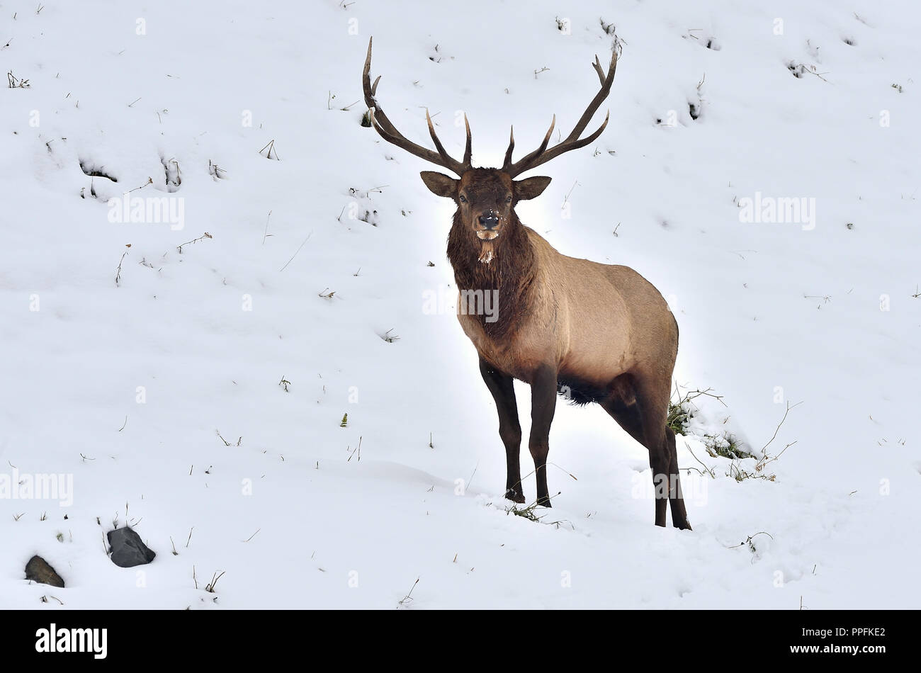 Un grand mâle le wapiti (Cervus elaphus) ; debout sur une colline couverte de neige dans des régions rurales de l'Alberta, Canada. Banque D'Images