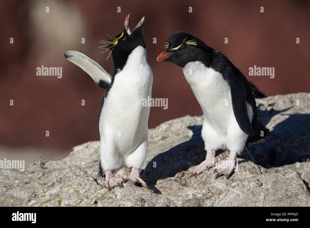 Le sud de gorfous sauteurs (Eudyptes chrysocome), couple d'animaux au rituel de bienvenue, penguin Island près de Porto Deseado Banque D'Images