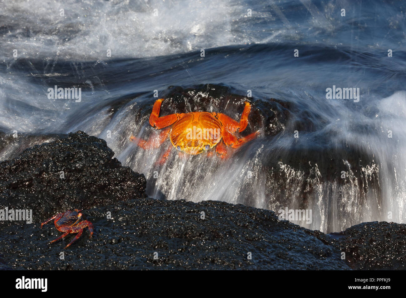 Le red rock crab (Grapsus grapsus) sur un rocher dans le surf, devant un jeune crabe, l'île de Fernandina, Galapagos, Equateur Banque D'Images