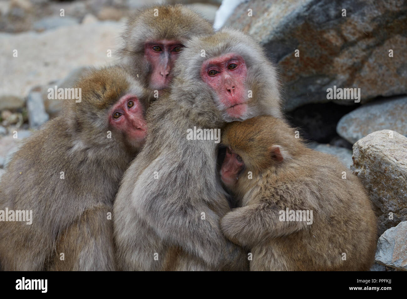 De câlins et de réchauffement macaque japonais (Macaca fuscata), près de la source d'eau chaude à Jigokudani monkey park, District de Nagano Banque D'Images