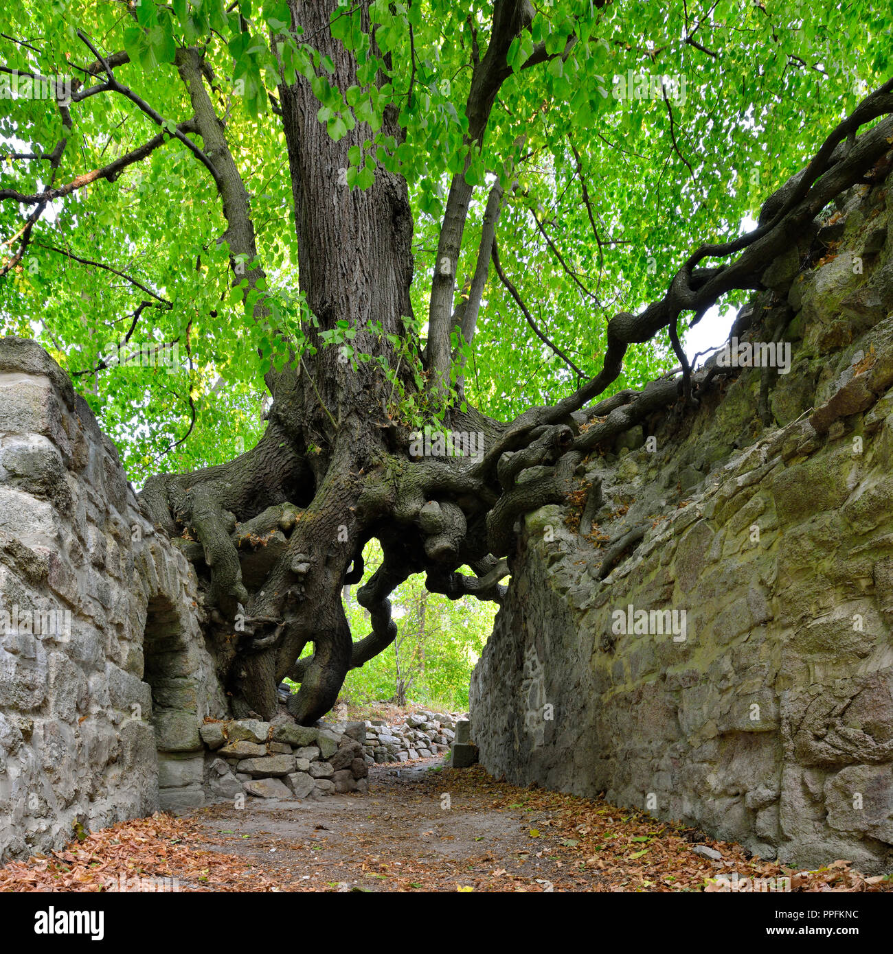 Vieux tilleul qui croissent sur les murs d'une ruine du château, racines formant une barrière, Lauenburg, Harz, Saxe-Anhalt, Allemagne Banque D'Images