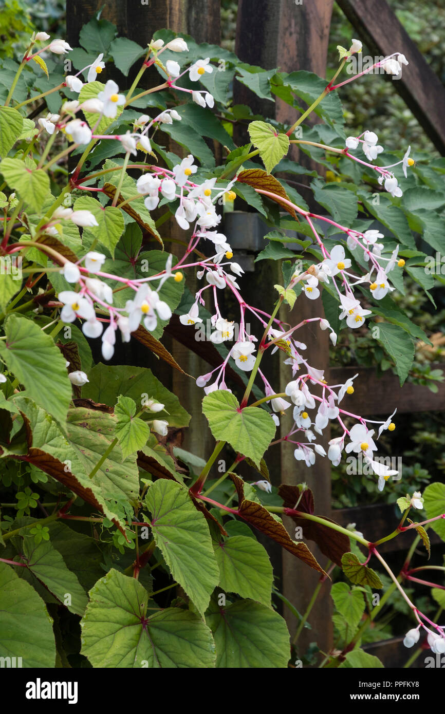 Feuillage ornemental et blanc fleurs d'automne de la plante vivace, bégonia Begonia grandis ssp evansiana 'Alba' Banque D'Images