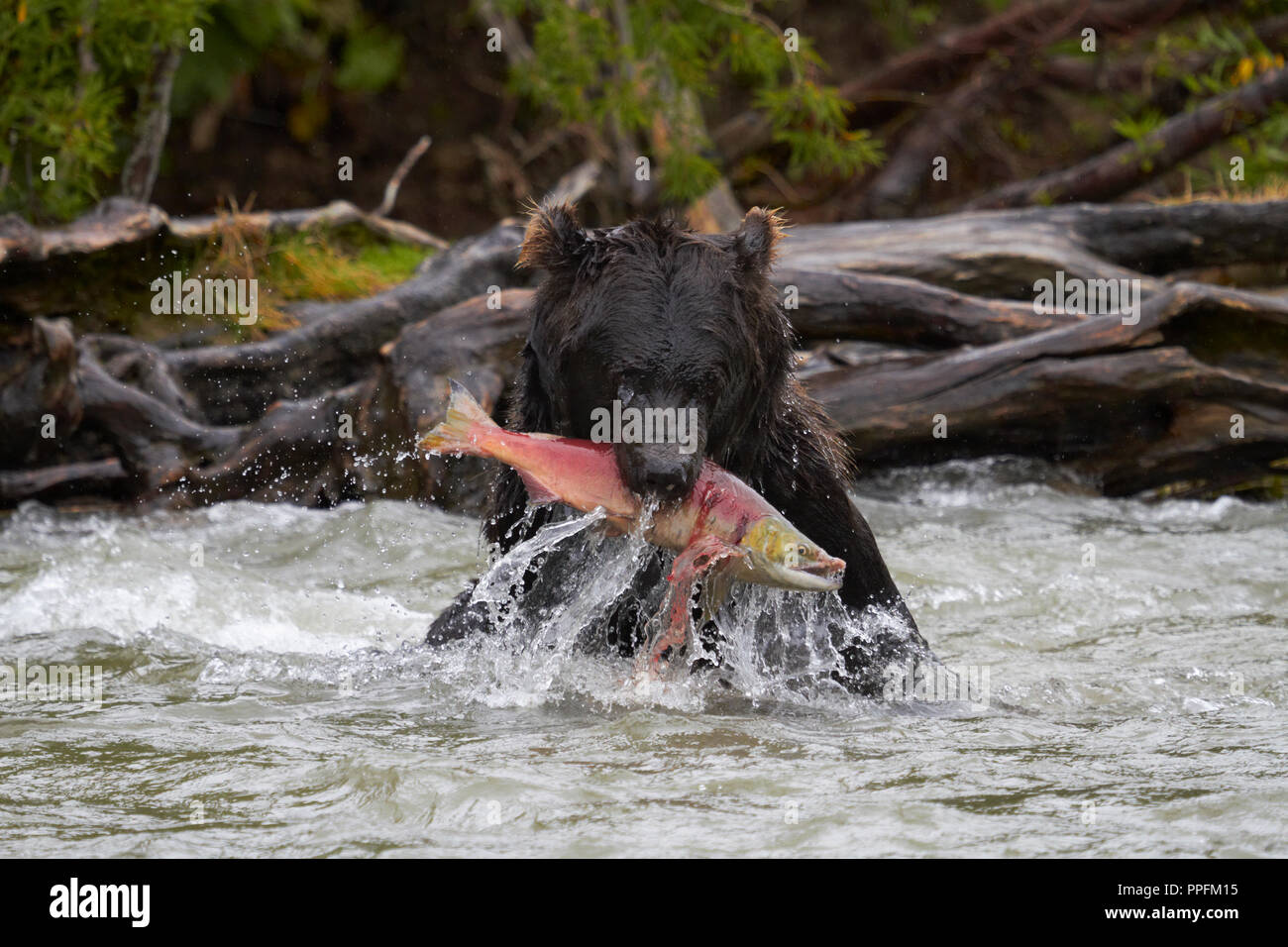 Kamchatka (ours brun Ursus arctos beringianus), avec des saumons rouges (Oncorhynchus nerka) dans la bouche, Hakytsin River Banque D'Images