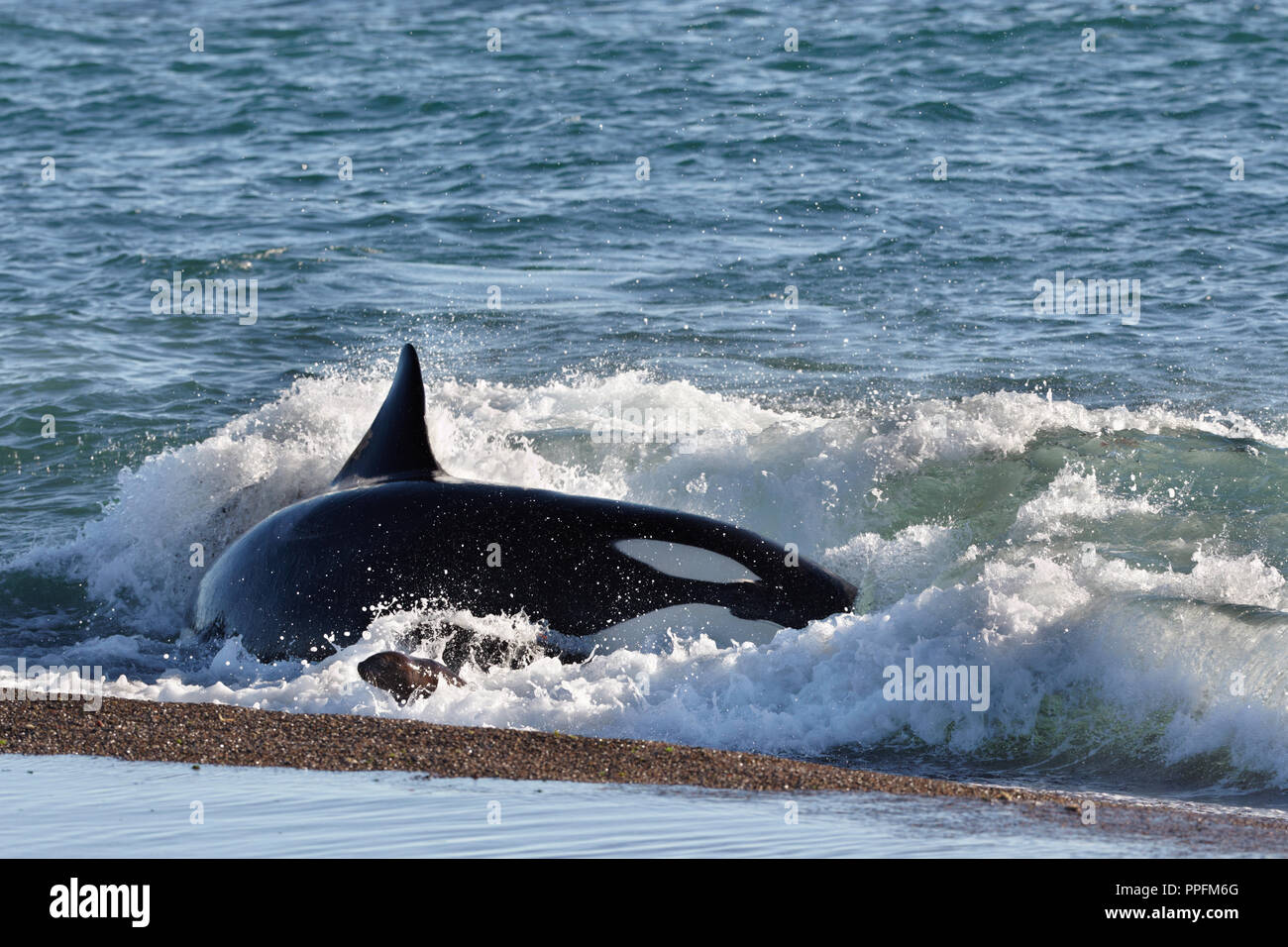 Épaulard (Orcinus orca) attaquer les petits lions de mer (Otaria flavescens) à la plage, Mirador, Punta Norte, Peninsula Valdes, Chubut, Patagonie, Argentine Banque D'Images