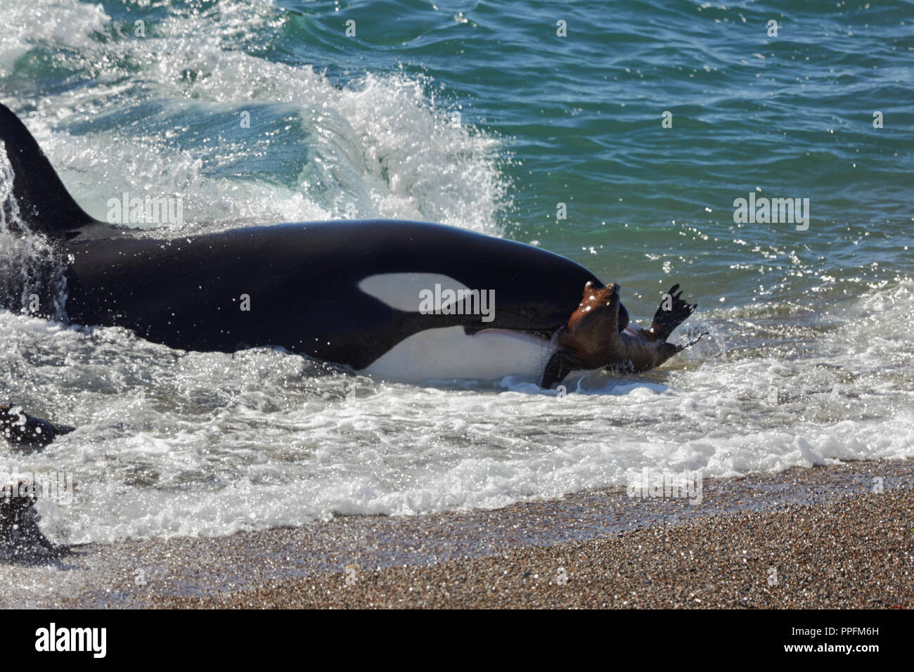 Épaulard (Orcinus orca) attaquer les petits lions de mer (Otaria flavescens) à la plage, Mirador, Punta Norte, Peninsula Valdes, Chubut, Patagonie, Argentine Banque D'Images