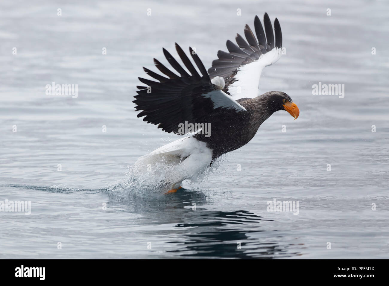 Augmentation de l'aigle de mer de Steller (Haliaeetus pelagicus) avec les proies, Rausu, Hokkaido, Japon Banque D'Images