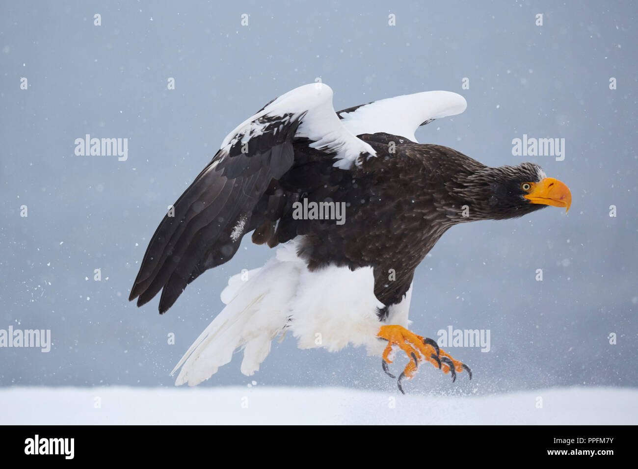 L'aigle de mer de Steller (Haliaeetus pelagicus) l'atterrissage dans la neige, Rausu, Hokkaido, Japon Banque D'Images