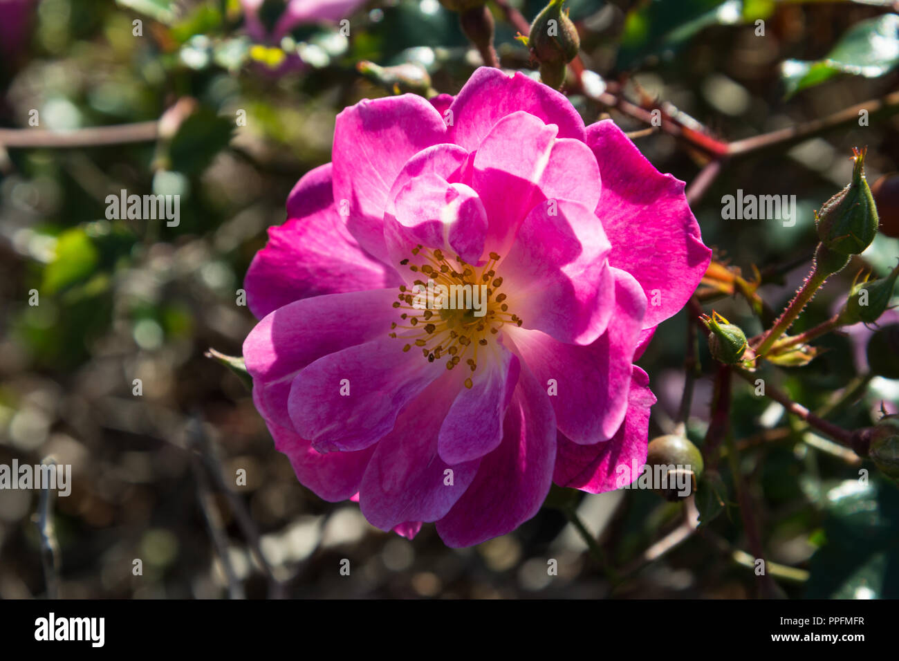 Gros plan d'une seule rose fleur ouverte chef d'une rose anglaise ancienne dans le soleil de Septembre dans le jardin, Lancashire, England, UK. Banque D'Images