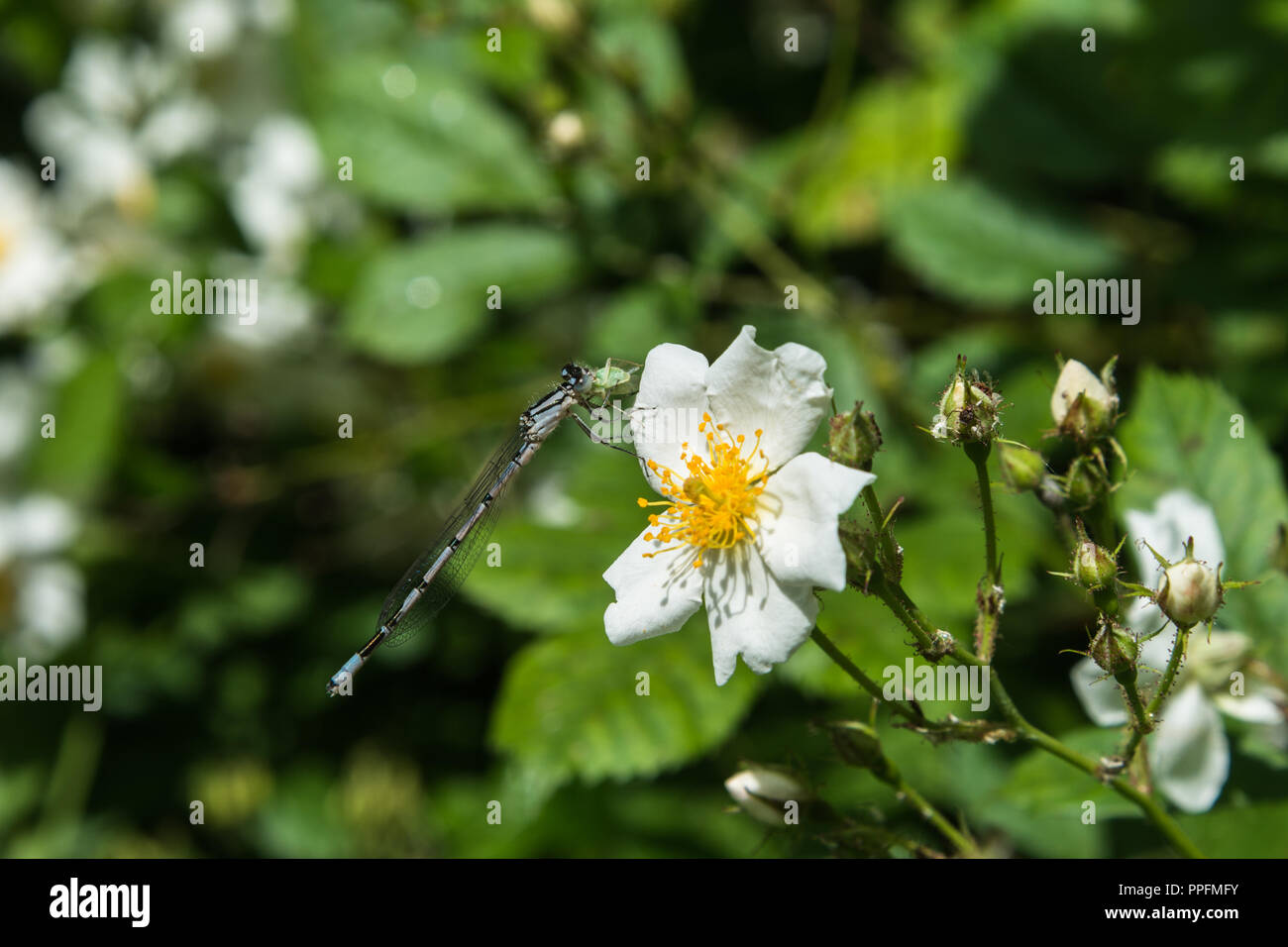 Près d'une demoiselle d'azur sur un wild rose fleur dans une prairie en bordure des bois de l'été soleil, Lancashire, England, UK. Banque D'Images