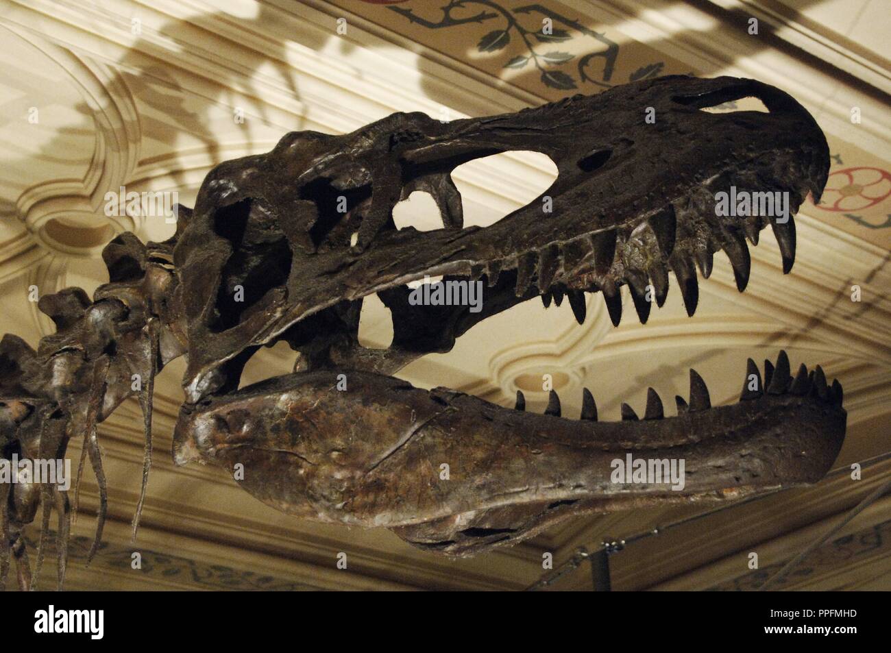 Crâne d'Albertosaurus sarcophagus. Prédateur bipède du Crétacé supérieur. 70 millions d'années. Musée d'histoire naturelle. Londres. United Kingdom. Banque D'Images