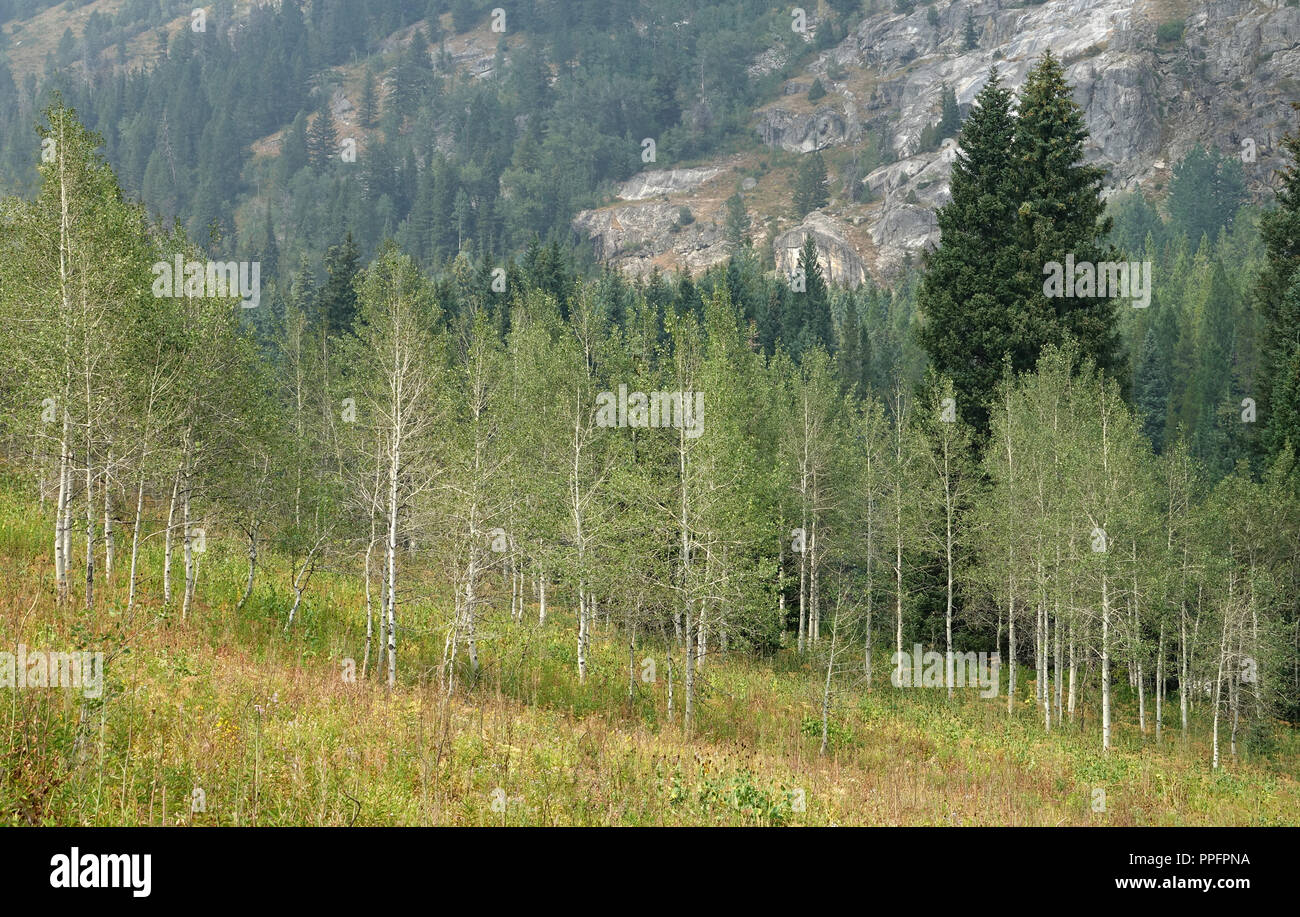 Des trembles sur colline avec pin foncé arbres en arrière-plan Banque D'Images