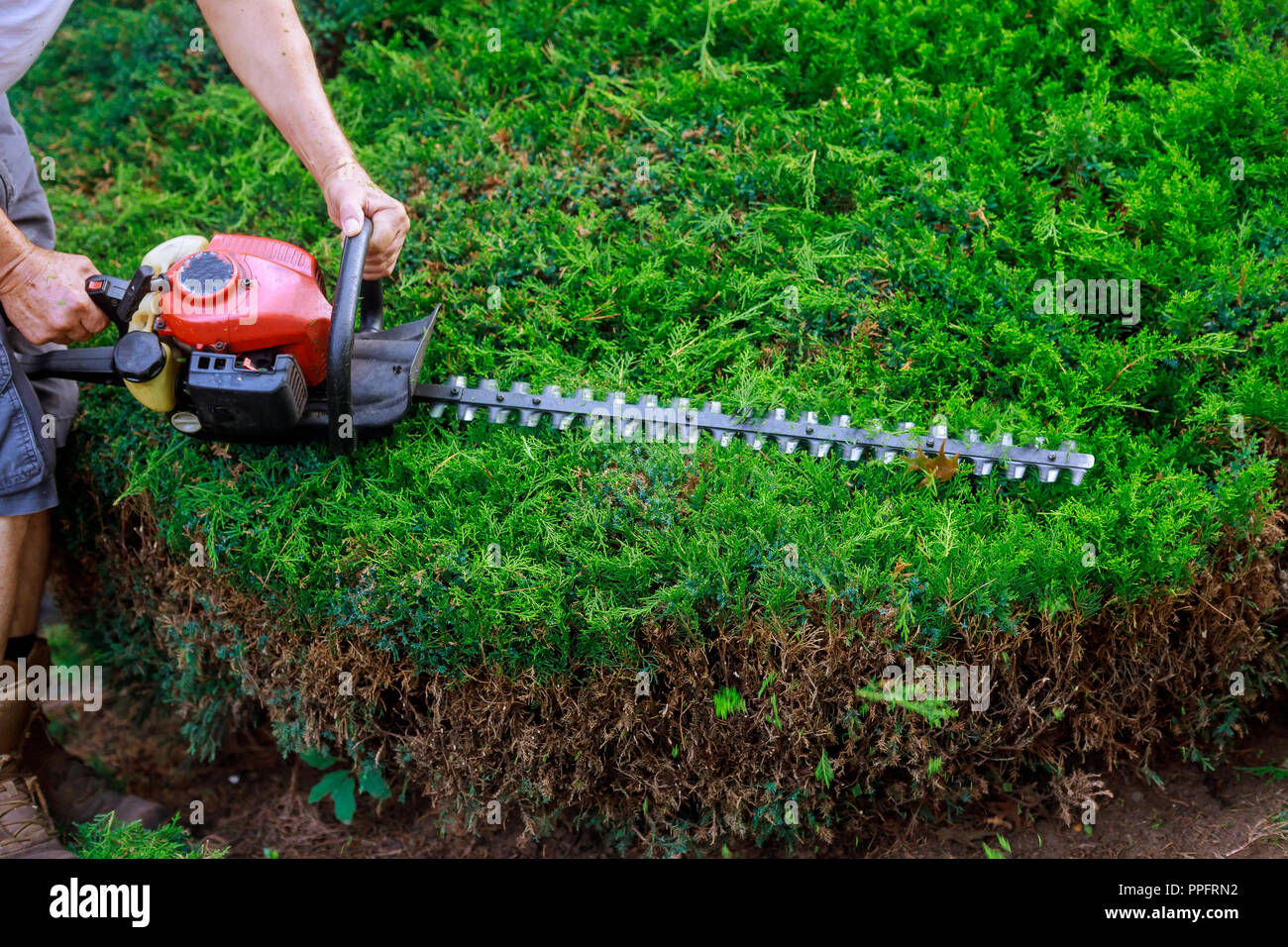 Un jardinier tondeuse à l'aide de couverture dans le jardin Banque D'Images