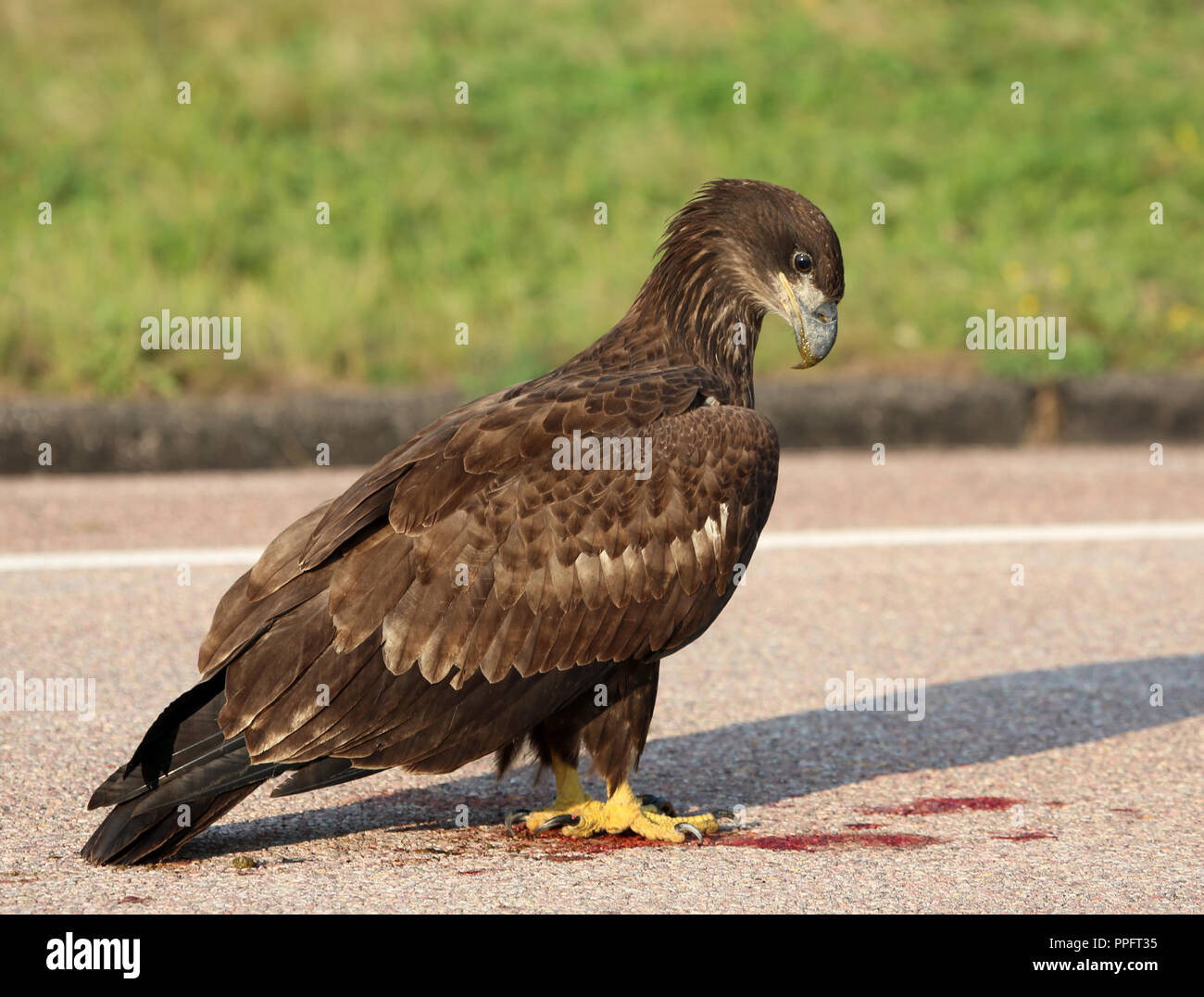 Golden Eagle à tuer plan du Banque D'Images