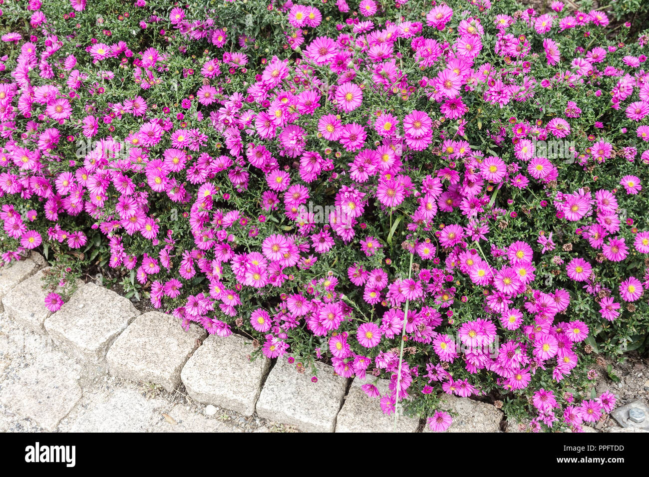 Aster de New York, Symphyotrichum Novi-belgii plantes de couverture de sol 'Alert' dans le jardin Banque D'Images