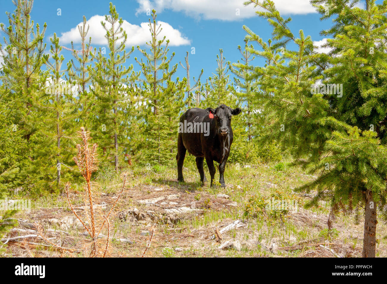 Vache solitaire parcourant les Sommets de l'intérieur des forêts de la Colombie-Britannique Banque D'Images