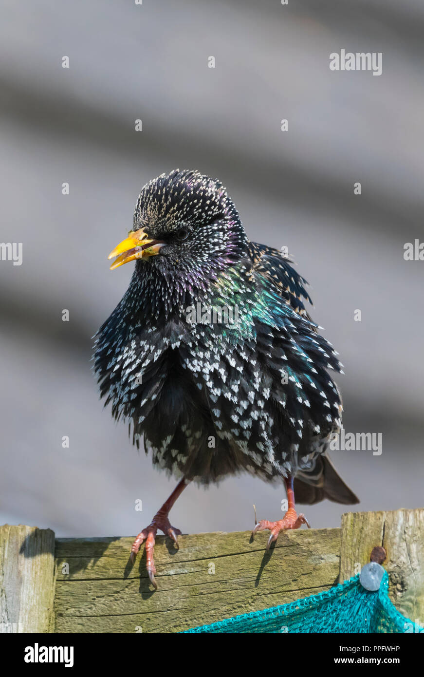 Étourneau sansonnet (Sturnus vulgaris) au printemps, perché sur une clôture dans le West Sussex, Angleterre, Royaume-Uni. Banque D'Images