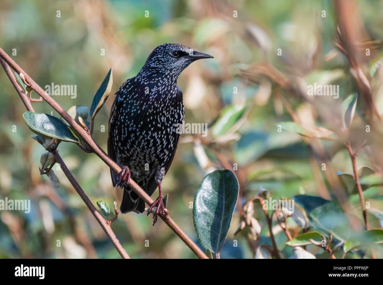 Étourneau sansonnet (Sturnus vulgaris) perché dans un arbre à la recherche sur le côté à l'automne dans le West Sussex, Angleterre, Royaume-Uni. Banque D'Images