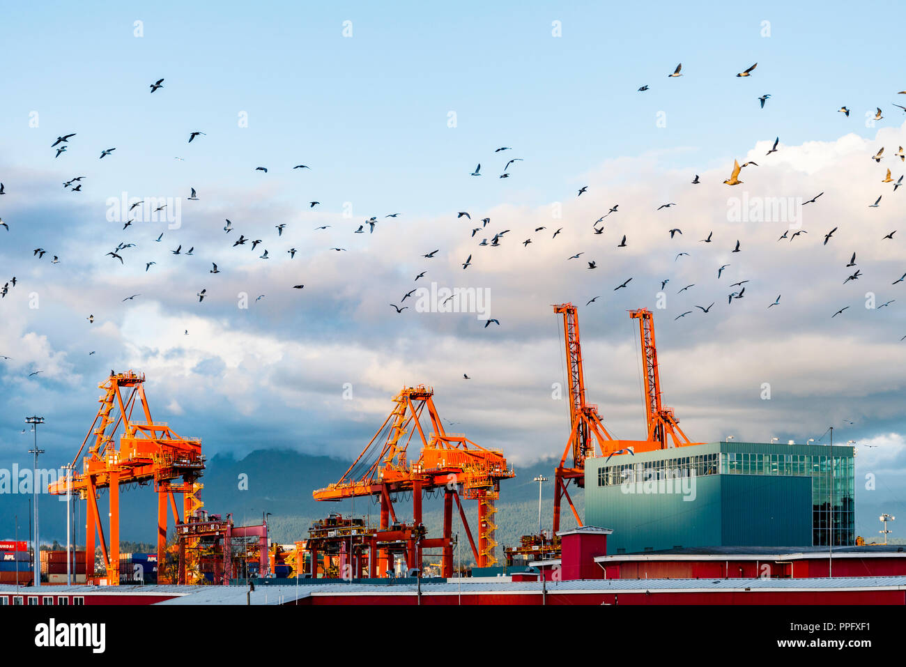 Les mouettes volent au-dessus du port de Vancouver waterfront terminal conteneurs grues, Vancouver, British Columbia, Canada Banque D'Images