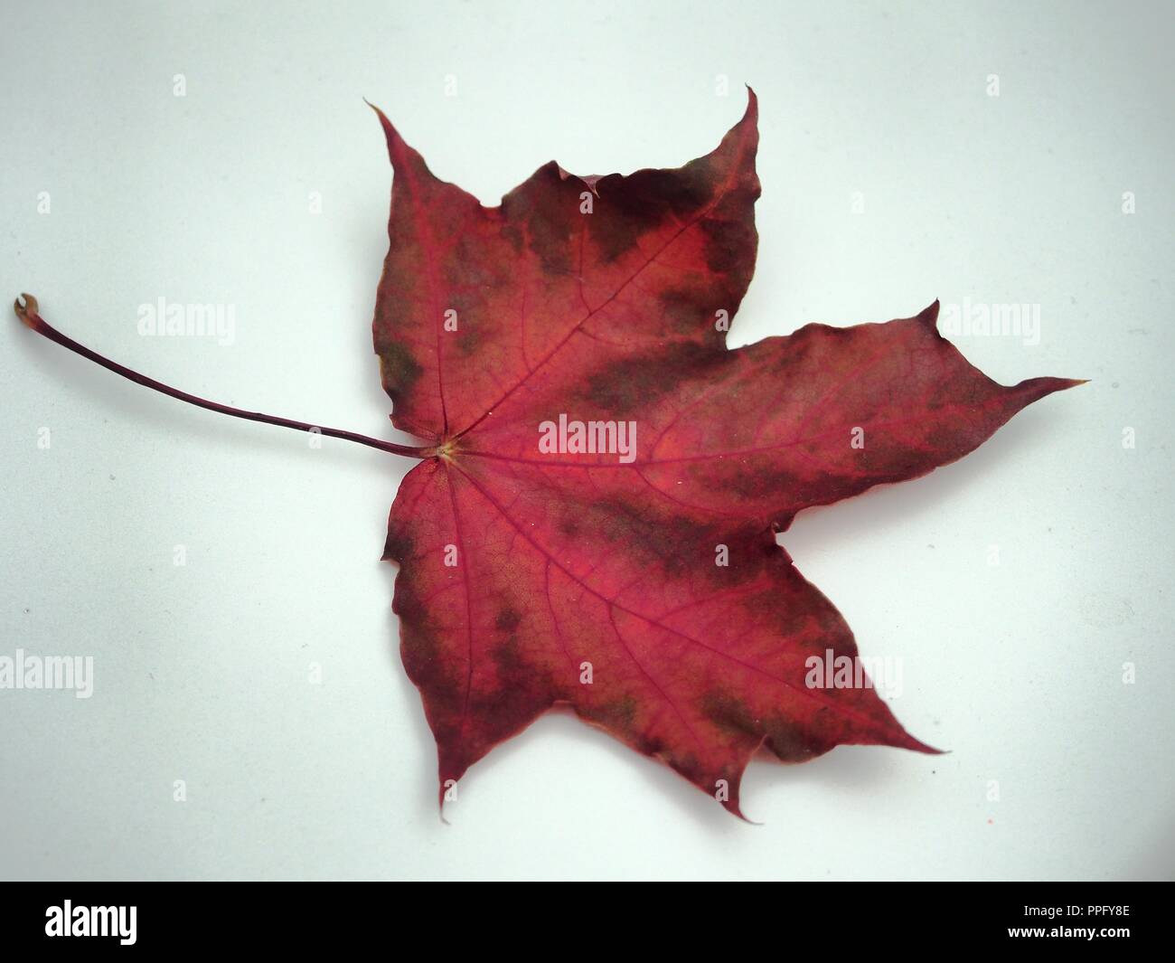 Brown tombée automne feuille d'érable sur fond blanc. La défoliation. Close up. Banque D'Images