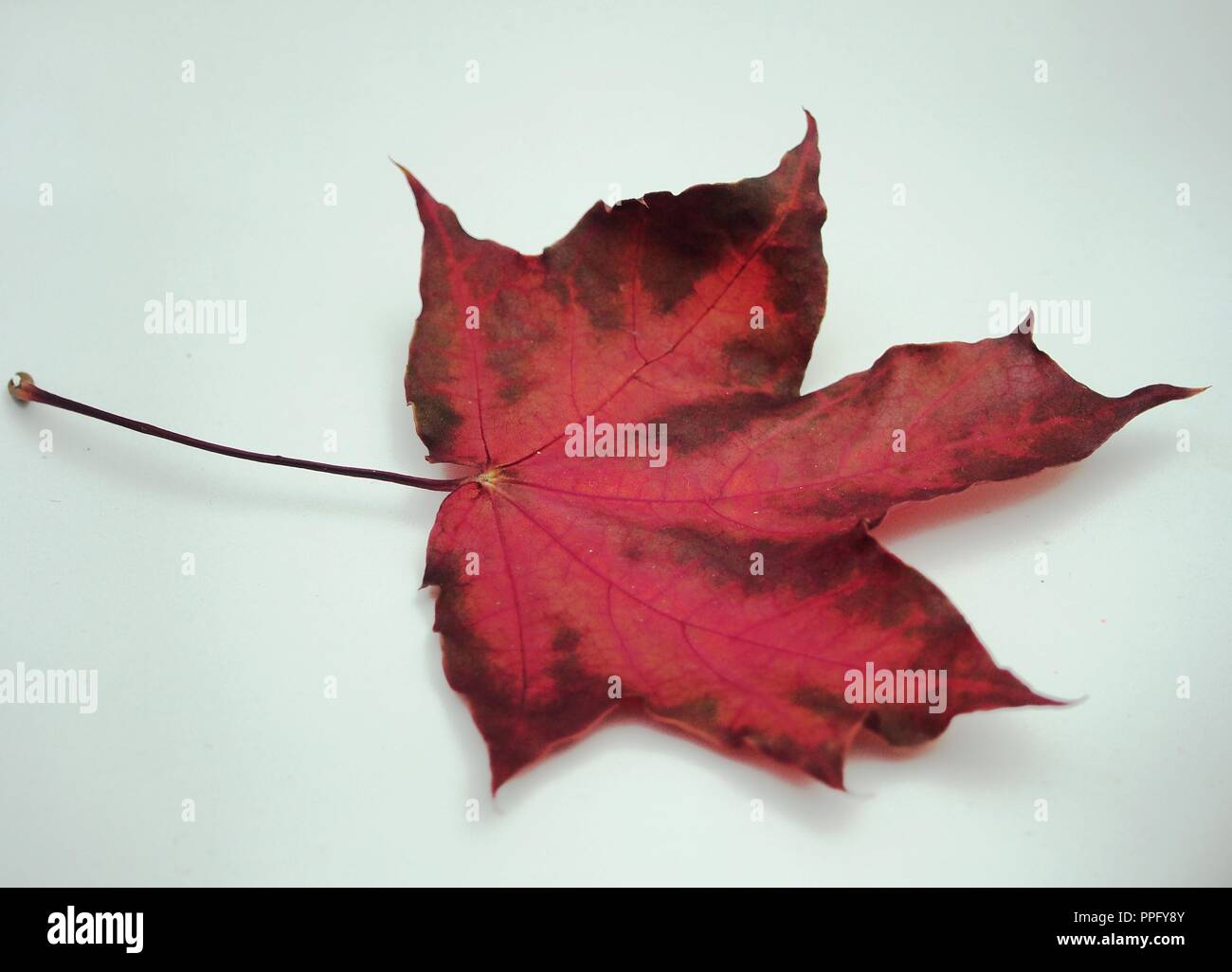 Brown tombée automne feuille d'érable sur fond blanc. La défoliation. Close up. Banque D'Images