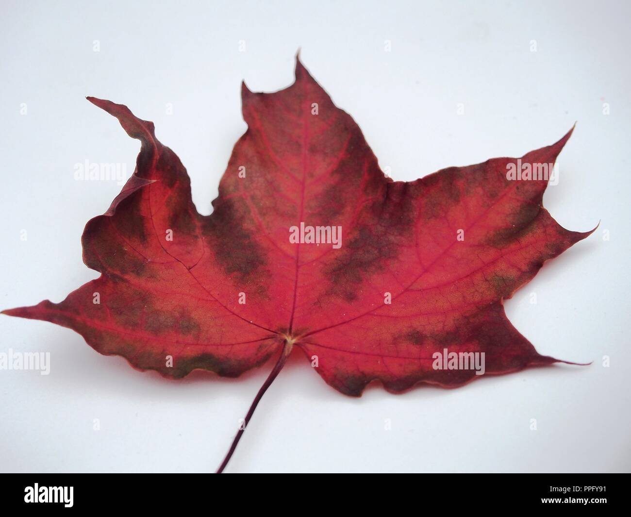 Brown tombée automne feuille d'érable sur fond blanc. La défoliation. Close up. Banque D'Images