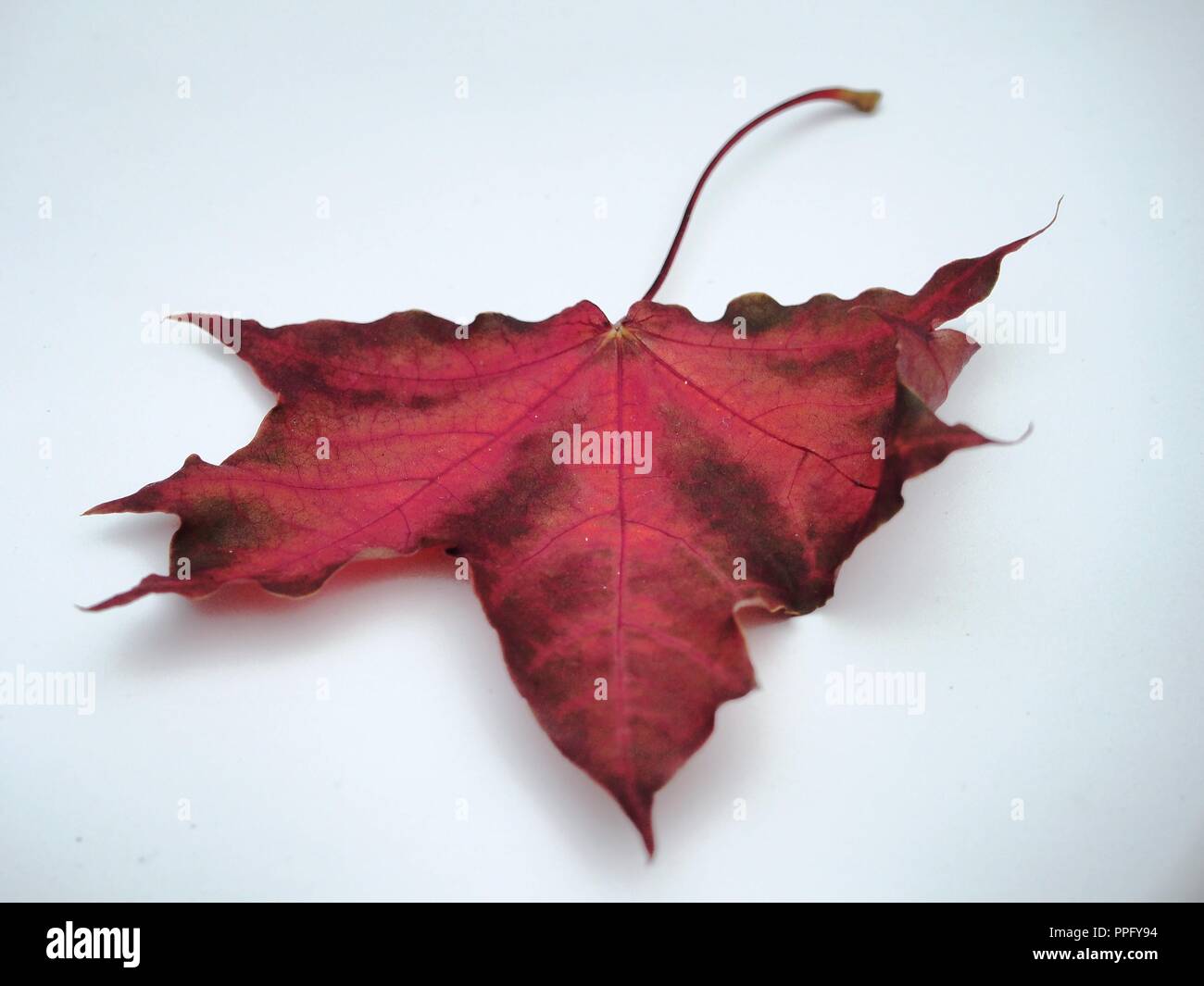 Brown tombée automne feuille d'érable sur fond blanc. La défoliation. Close up. Banque D'Images