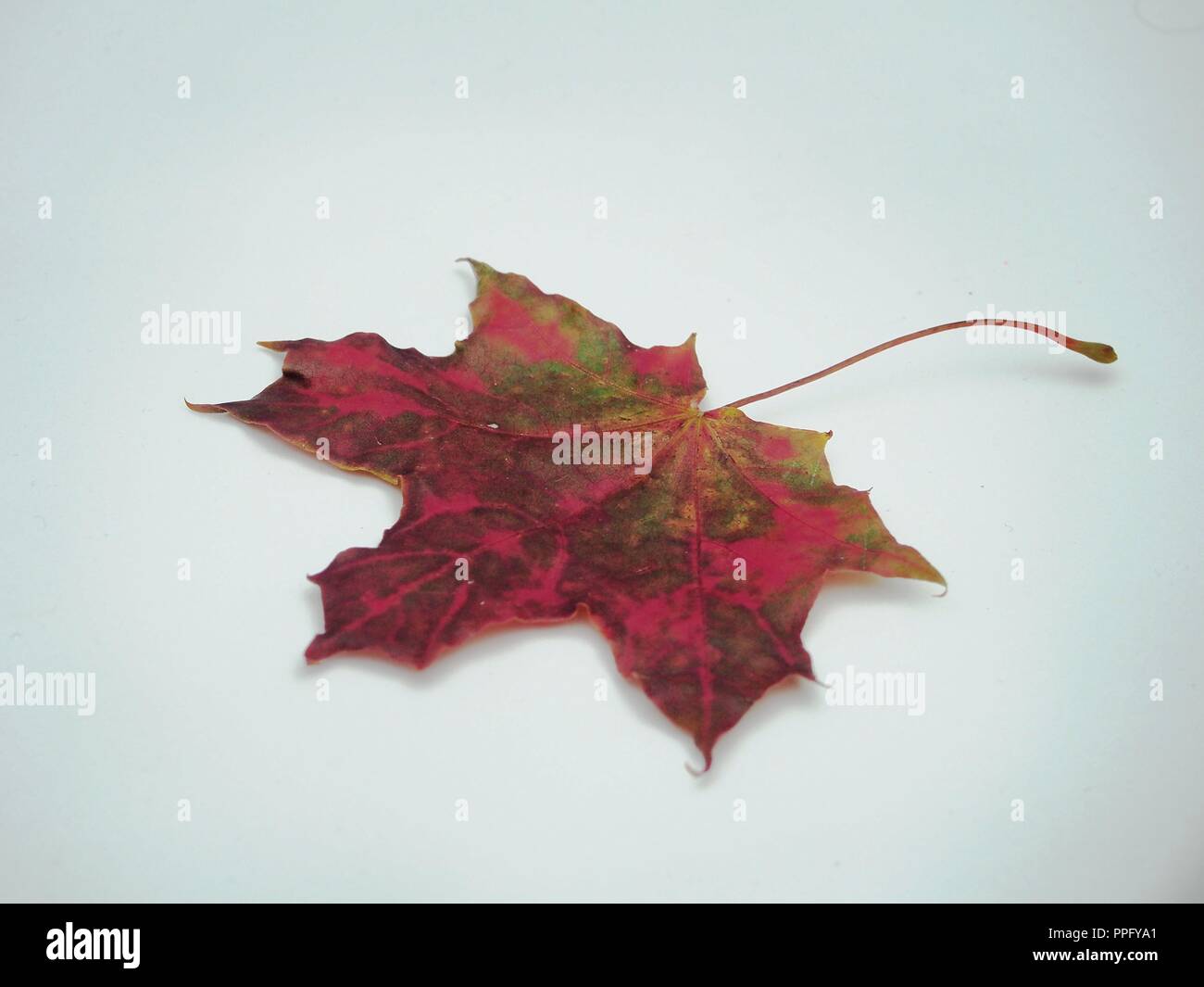 Brown tombée automne feuille d'érable sur fond blanc. La défoliation. Close up. Banque D'Images