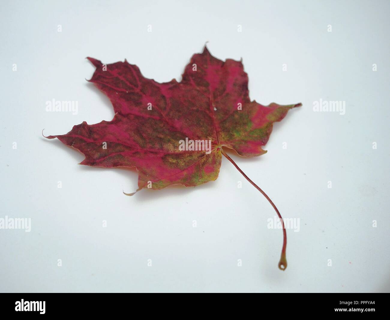 Brown tombée automne feuille d'érable sur fond blanc. La défoliation. Close up. Banque D'Images