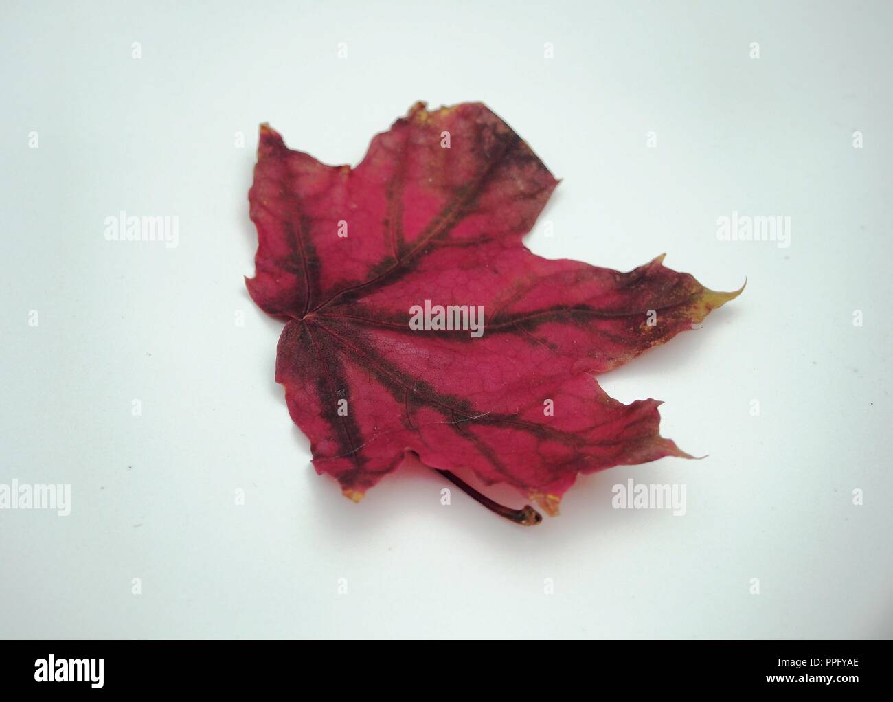 Brown tombée automne feuille d'érable sur fond blanc. La défoliation. Close up. Banque D'Images