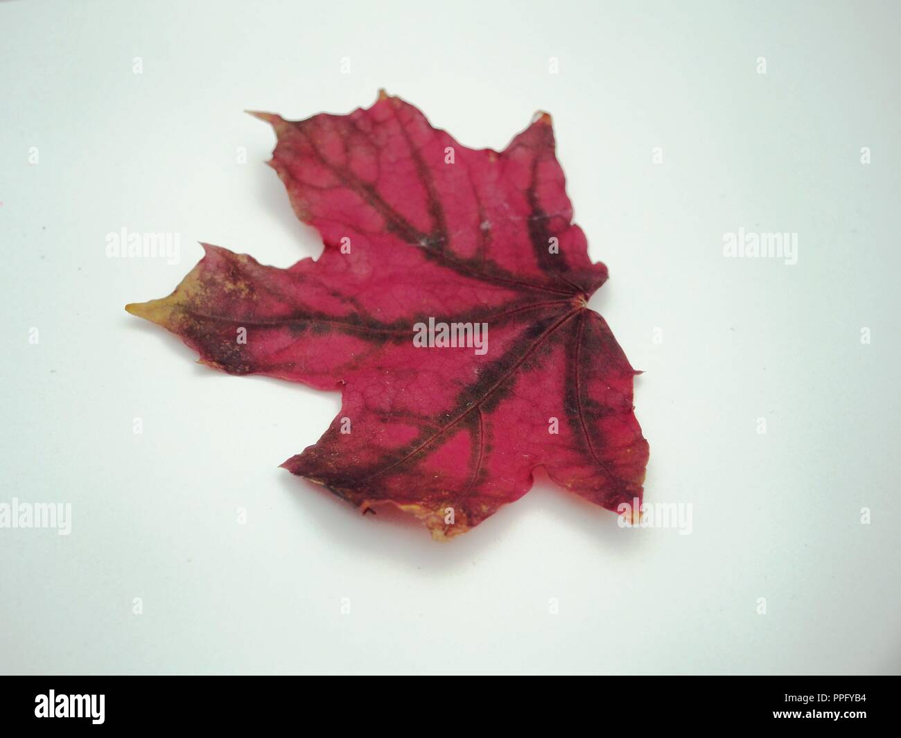 Brown tombée automne feuille d'érable sur fond blanc. La défoliation. Close up. Banque D'Images