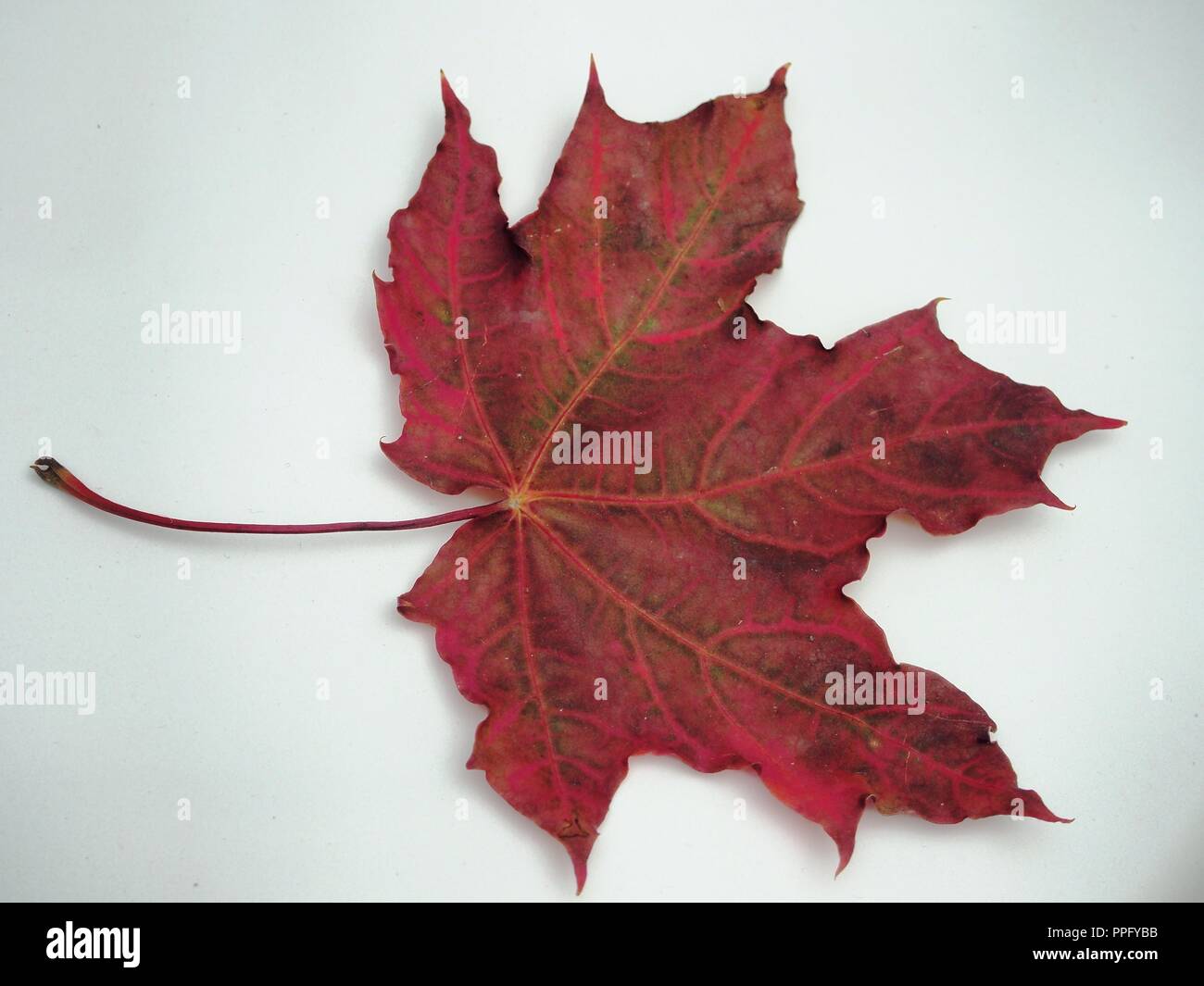 Brown tombée automne feuille d'érable sur fond blanc. La défoliation. Close up. Banque D'Images