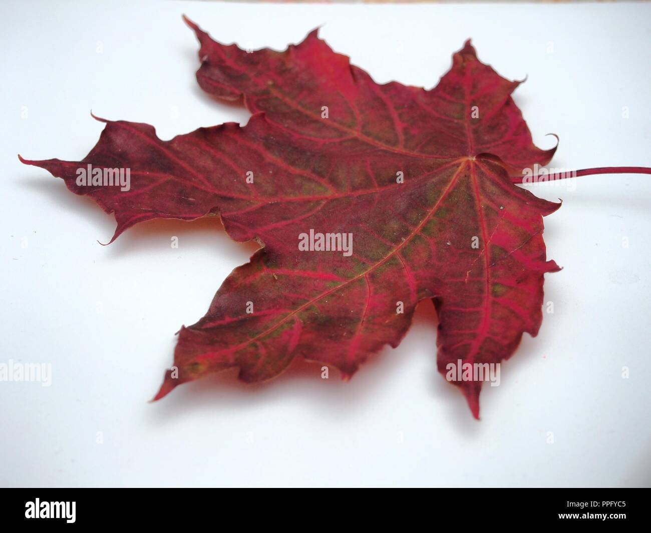 Brown tombée automne feuille d'érable sur fond blanc. La défoliation. Close up. Banque D'Images